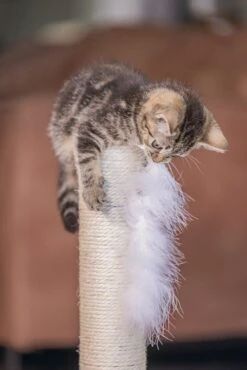 Beeztees Krabpaal Atila Grijs 35 X 35 X 53 Cm -Beeztets Winkel 8712695193647 6