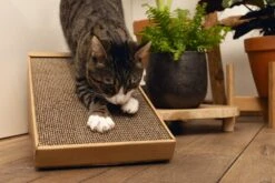 Beeztees Krabplank Minus One Bruin 49 X 25 X 24,5 Cm -Beeztets Winkel 8712695197218 6