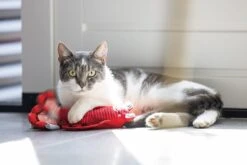 Beeztees Kattenspeelgoed Bewegende Kreeft Rood 25 X 5 X 8 Cm -Beeztets Winkel 8712695200239 12