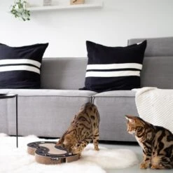 District 70 Krabkarton Snake Wit 54 X 28 X 6 Cm -Beeztets Winkel 8717202613809 3 1 1