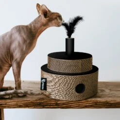 District 70 Krabkarton Fiesta Zwart D 25 H 25 Cm 7 District 70 Krabkarton Fiesta Zwart D 25 H 25 Cm -Beeztets Winkel 8717202615254 4