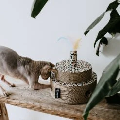 District 70 Krabkarton Fiesta Stippen D 25 H 25 Cm -Beeztets Winkel 8717202615278 4