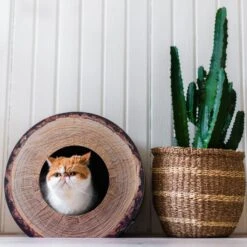 District 70 Krabkarton Boomstam Bruin D 40 H 30 Cm 8 District 70 Krabkarton Boomstam Bruin D 40 H 30 Cm -Beeztets Winkel 8717202615315 3