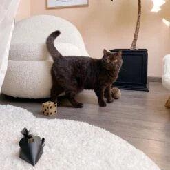 District 70 Kattenspeelgoed Gift Set Bruin 3 Stuks -Beeztets Winkel 8717202615452 7