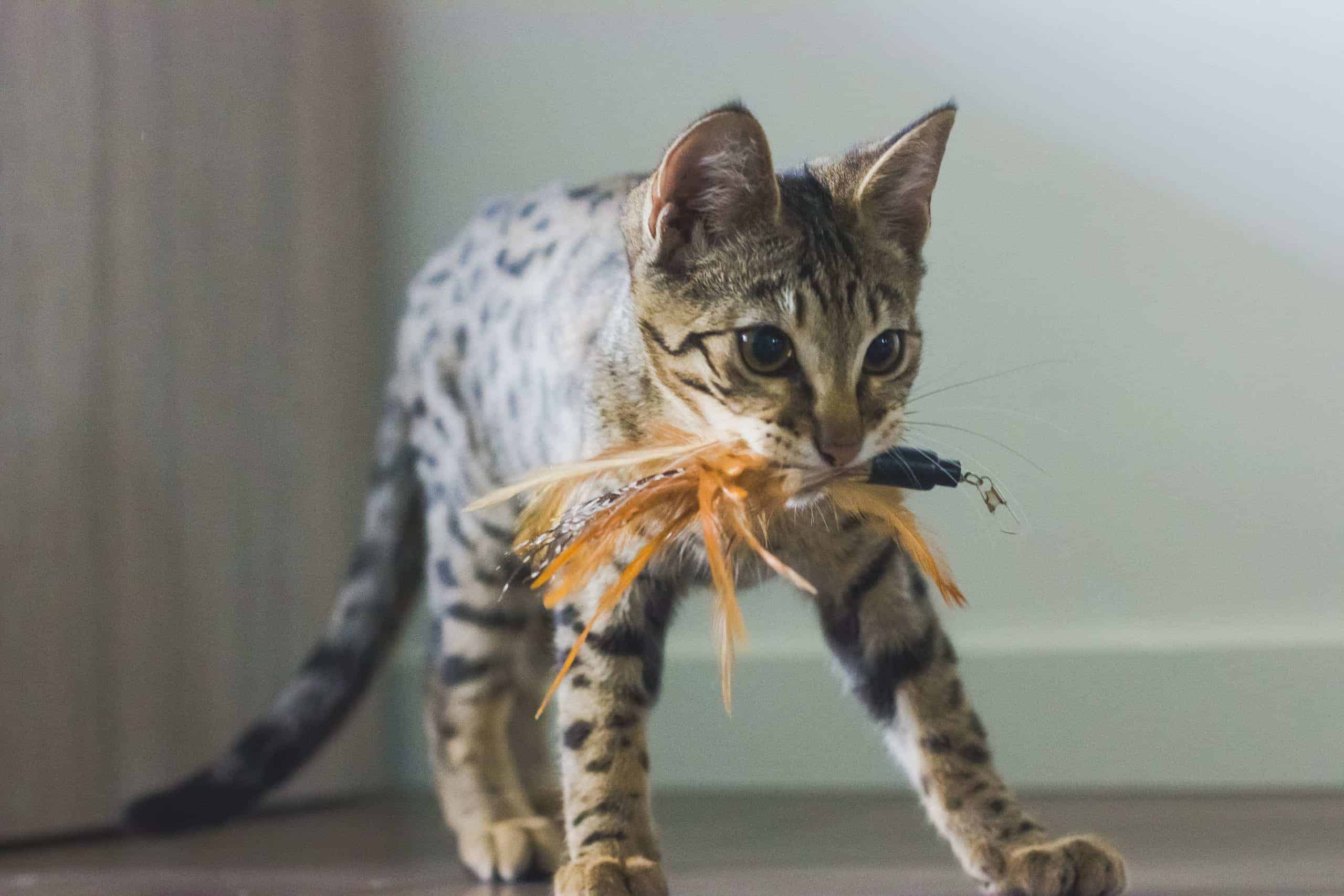 Beeztets Winkel -Beeztets Winkel coco vishengel scaled 1