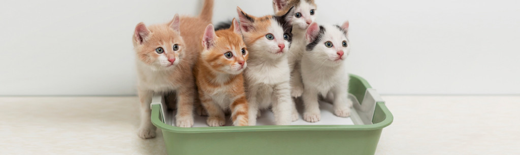 Beeztets Winkel -Beeztets Winkel kat kattenbak vulling